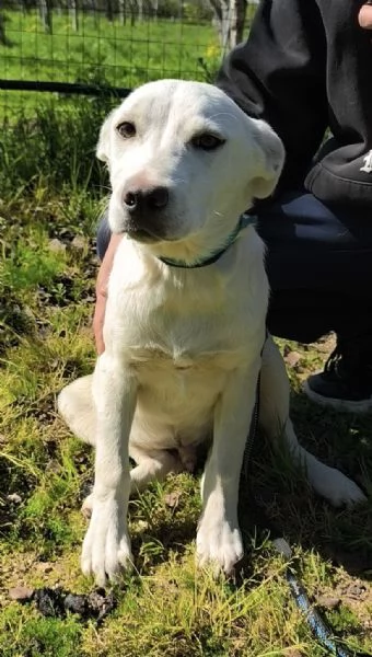 Igor egrave ancora qui che spera di trovare casa  | Foto 6