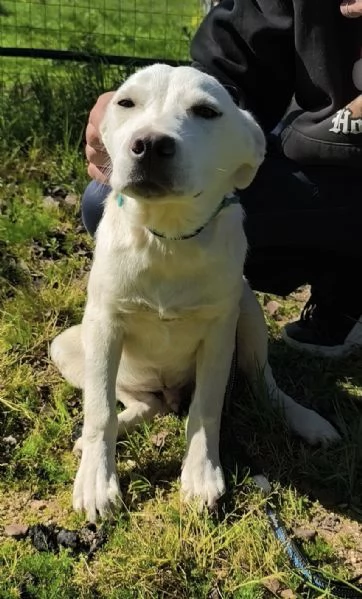 Igor egrave ancora qui che spera di trovare casa  | Foto 5