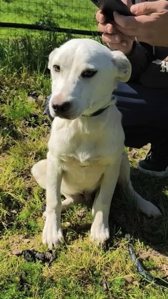 Igor egrave ancora qui che spera di trovare casa  | Foto 4