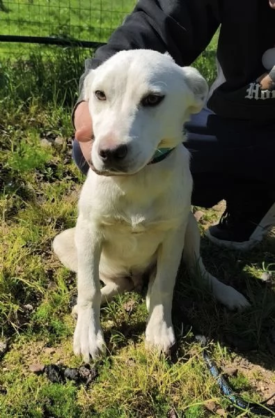Igor egrave ancora qui che spera di trovare casa  | Foto 2