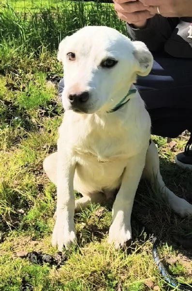 Igor egrave ancora qui che spera di trovare casa  | Foto 0