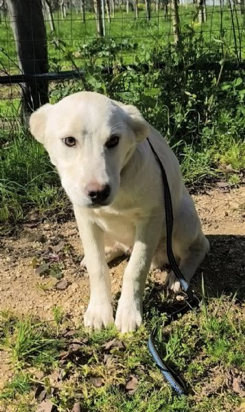 Una casa e una famiglia per Freddy cucciolo in adozione  | Foto 5