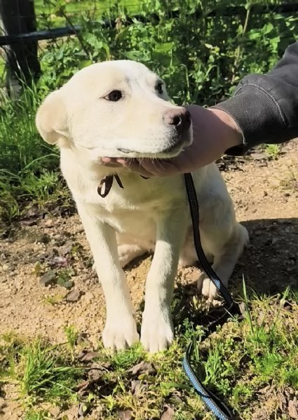 Una casa e una famiglia per Freddy cucciolo in adozione  | Foto 4