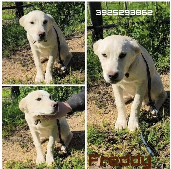 Una casa e una famiglia per Freddy cucciolo in adozione 