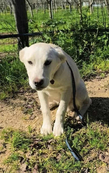 Una casa e una famiglia per Freddy cucciolo in adozione  | Foto 3
