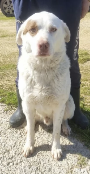 Ulisse egrave da tanto che attende una casa vera | Foto 5