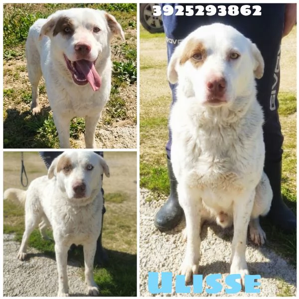 Ulisse egrave da tanto che attende una casa vera