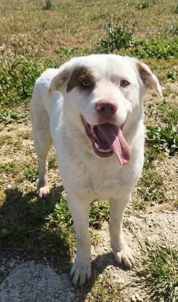Ulisse egrave da tanto che attende una casa vera | Foto 0