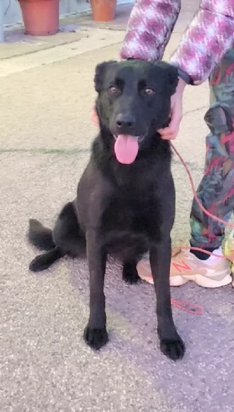 Una dolce cagnolina in adozione cerca casa  | Foto 5