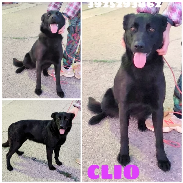 Una dolce cagnolina in adozione cerca casa 