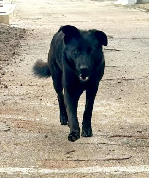 Una dolce cagnolina in adozione cerca casa  | Foto 3