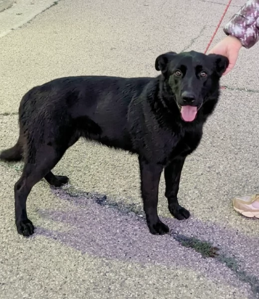 Una dolce cagnolina in adozione cerca casa  | Foto 2