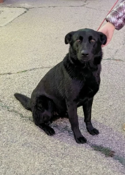 Una dolce cagnolina in adozione cerca casa  | Foto 1