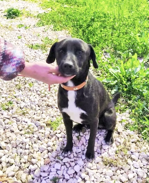 Cagnolino taglia media contenuta in adozione  | Foto 3