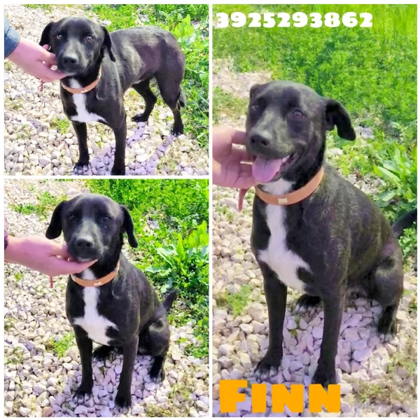 Cagnolino taglia media contenuta in adozione 