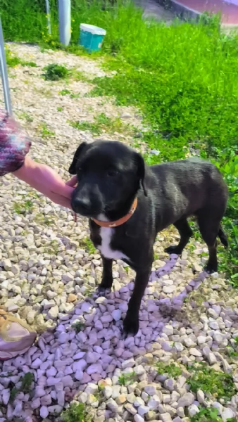 Dolcissimo cagnolino in adozione  | Foto 6