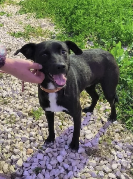 Dolcissimo cagnolino in adozione  | Foto 5