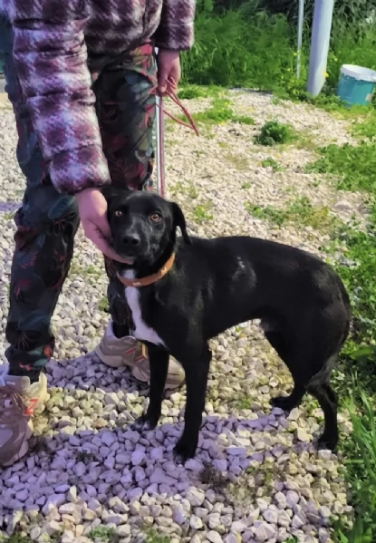 Dolcissimo cagnolino in adozione  | Foto 3