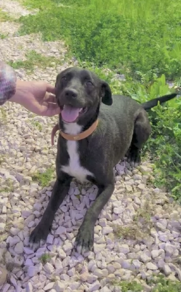 Dolcissimo cagnolino in adozione  | Foto 1