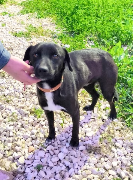 Cegrave un posto per me Cagnolino in adozione  | Foto 6