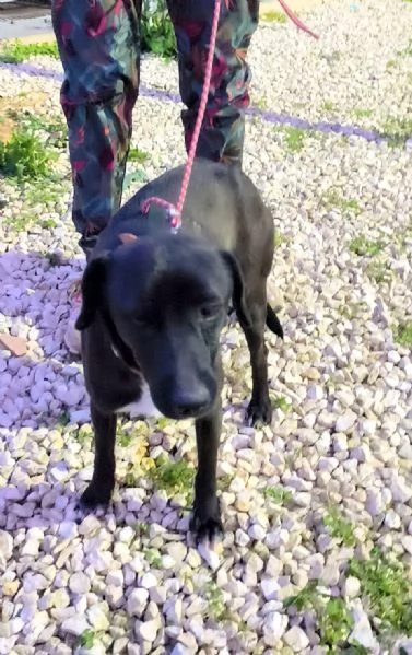 Cegrave un posto per me Cagnolino in adozione  | Foto 4