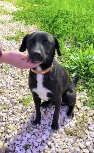 Cegrave un posto per me Cagnolino in adozione  | Foto 3