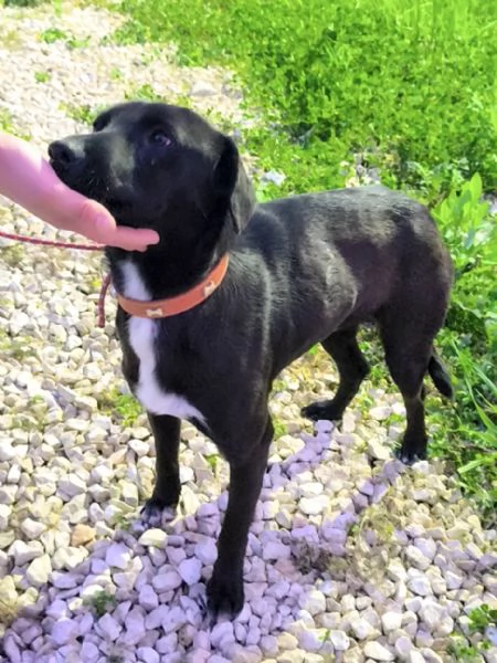 Cegrave un posto per me Cagnolino in adozione  | Foto 2