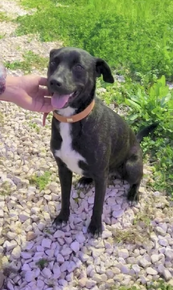 Cegrave un posto per me Cagnolino in adozione  | Foto 0