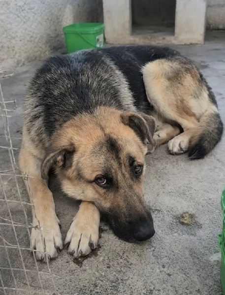  Tom cerca la sua famiglia apri il suo box  | Foto 0