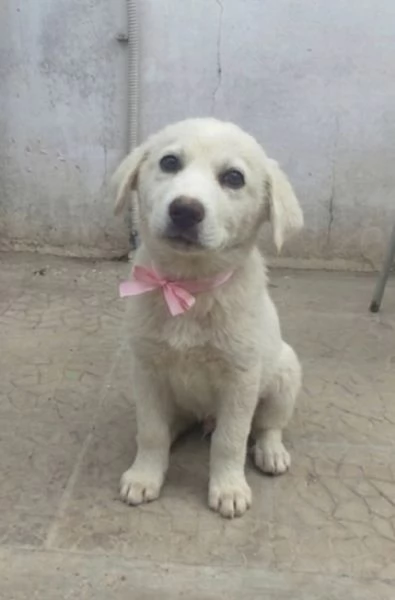 Una dolce cucciola in adozione cerca casa | Foto 3
