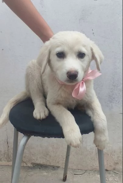Una dolce cucciola in adozione cerca casa | Foto 2