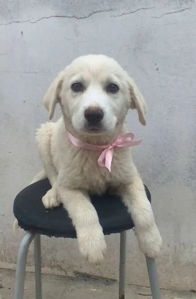 Una dolce cucciola in adozione cerca casa | Foto 1