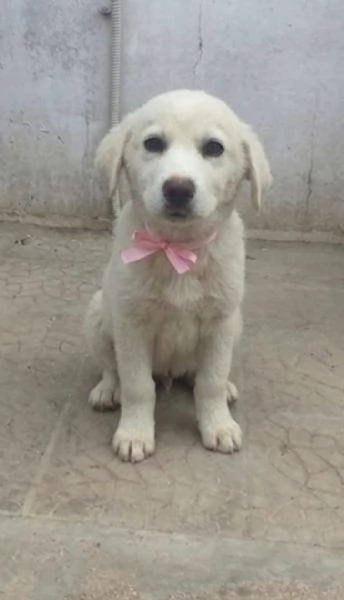 Una dolce cucciola in adozione cerca casa