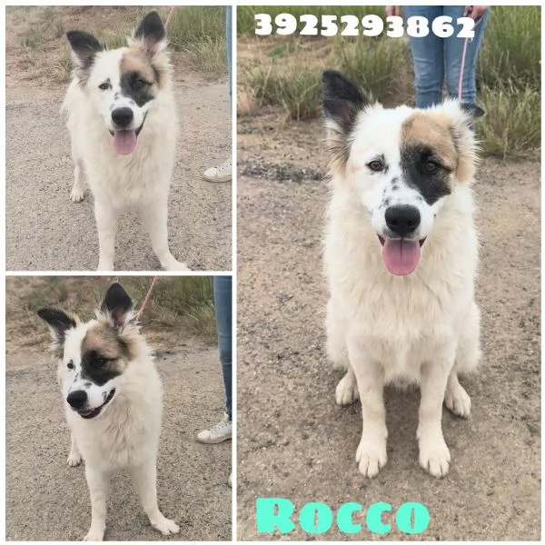 Dolcissimo cagnolino in adozione 