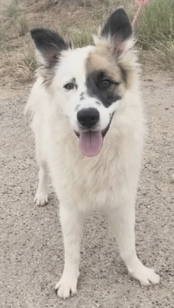 Dolcissimo cagnolino in adozione  | Foto 1