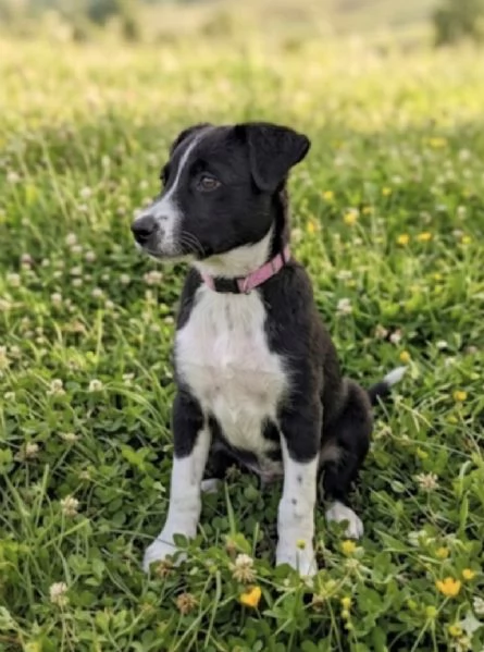 Cucciola in adozione  | Foto 0