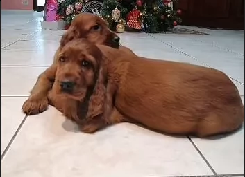 cuccioli setter irlandese | Foto 0