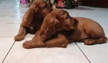cuccioli setter irlandese