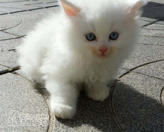 Cuccioli Di Gatto Bianco