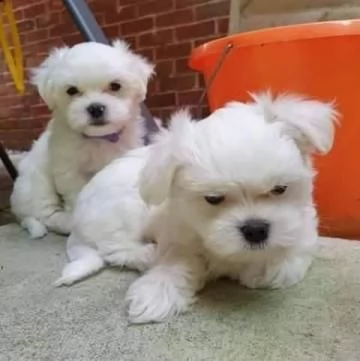 cuccioli di maltese bianco