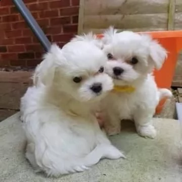cuccioli di maltese bianco | Foto 0