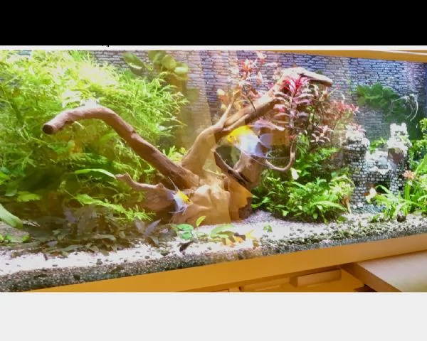 acquario tropicale fatto su misura vetro extrachia | Foto 0