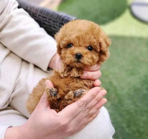 cuccioli di barboncino toy di razza