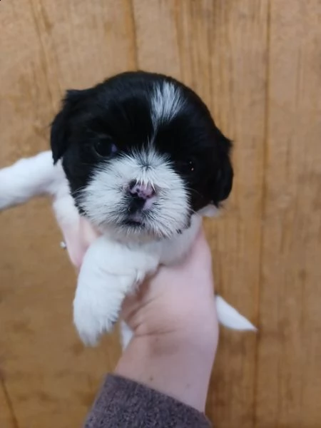 regalo bellissimi cuccioli allevati shihtzu colore bianco e nero