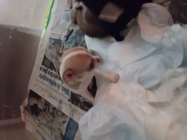 Cucciolo chichua 