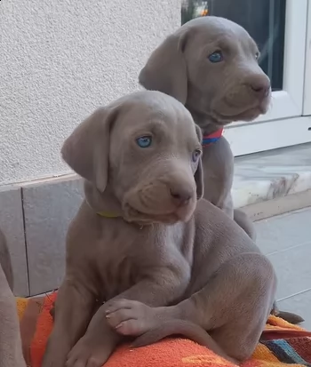 cuccioli di weimaraner | Foto 2