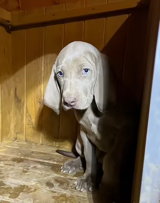 cuccioli di weimaraner | Foto 1