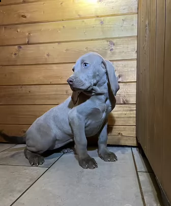 cuccioli di weimaraner | Foto 0