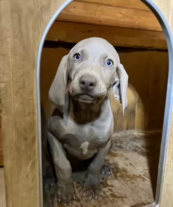 cuccioli di weimaraner