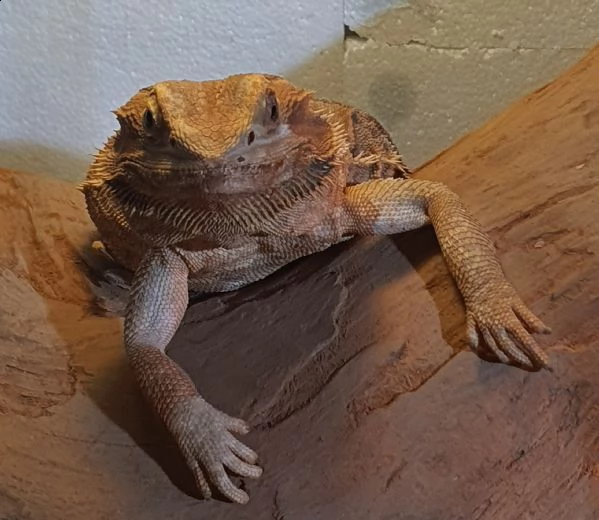 pogona drago barbuto  | Foto 4